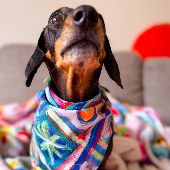 A dachshund wearing a Geometric Rainbow Bandana by My Favourite Colour is Rainbow, set against a grey couch and blurred colourful blankets.