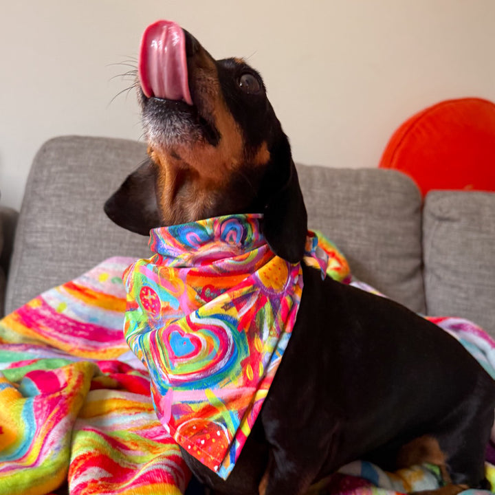 A small black and tan dachshund with its tongue out wears the Love in Neon Bandana by My Favourite Colour is Rainbow. Its sitting on a grey couch adorned with a vibrant rainbow-patterned blanket, accompanied by an orange cushion.