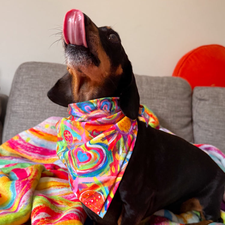 A small black and tan dachshund with its tongue out wears the Love in Neon Bandana by My Favourite Colour is Rainbow. Its sitting on a grey couch adorned with a vibrant rainbow-patterned blanket, accompanied by an orange cushion.