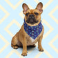 A brown French Bulldog sits on a light blue and cream diamond-patterned background, wearing the multifunctional Bloomscape Bandana from My Favourite Colour is Rainbow, made of recycled polyester. Its ears are perked up, and it gazes forward with a calm expression.