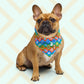 A brown French Bulldog faces forward wearing My Favourite Colour is Rainbows Colour Block Bandana, which boasts playful patterns a retro colour scheme. The backdrop has a light geometric design.