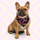 A brown French bulldog sports the Electric Zigzag Bandana from My Favourite Colour is Rainbow, with a colourful zigzag pattern suited for any occasion. 