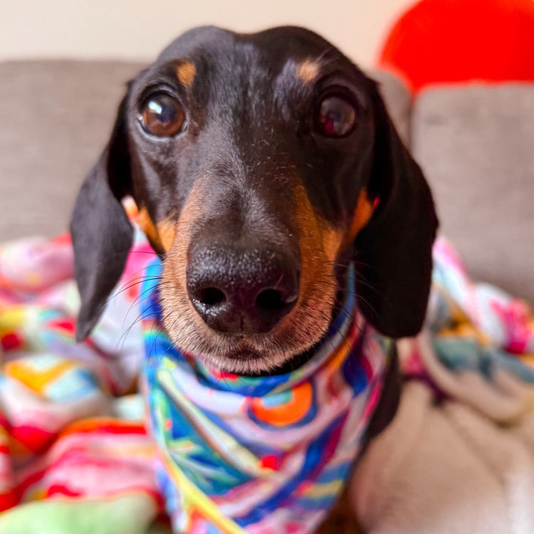 A black and tan dachshund with large, shiny eyes looks at the camera, wearing a vibrant Geometric Rainbow Bandana by My Favourite Colour is Rainbow. Behind it, a grey couch and a multicoloured blanket.