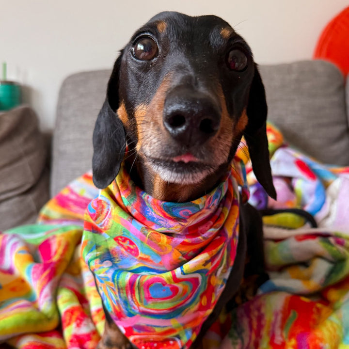 A dachshund with black and tan fur showcases its Love in Neon Bandana by My Favourite Colour is Rainbow, one of its favorite accessories. The dog sits on a sofa draped with a vibrant matching blanket, its wide eyes and slightly open mouth expressing curiosity.